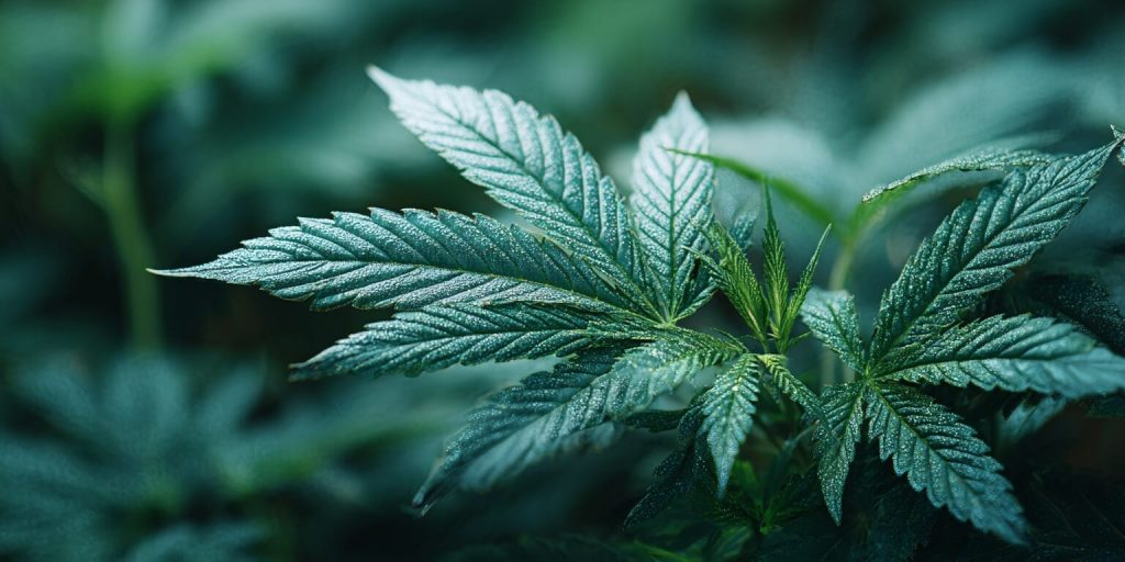 cuales son los efectos del cbd