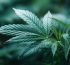 cuales son los efectos del cbd