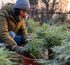 cbd y dolores en invierno