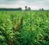 legislacion y cultivo de canamo cbd en espana