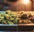 descarboxilacion del cbd
