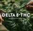 que es el delta 8 thc