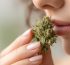 terpenos definicion y consejos