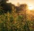 usos ecologicos del canamo y cbd