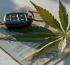 cbd y permiso de conducir